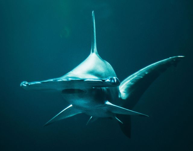 cover image for post 'The Domain Generation Algorithms of SharkBot'